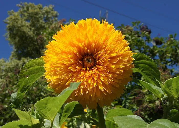 アパート Haus Konrad ライト・イム・アルプバッハタール